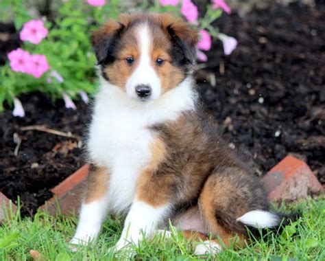 Toy Sheltie Rescue | Wow Blog