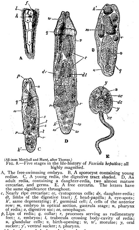 Trematode life cycle stages - Wikipedia