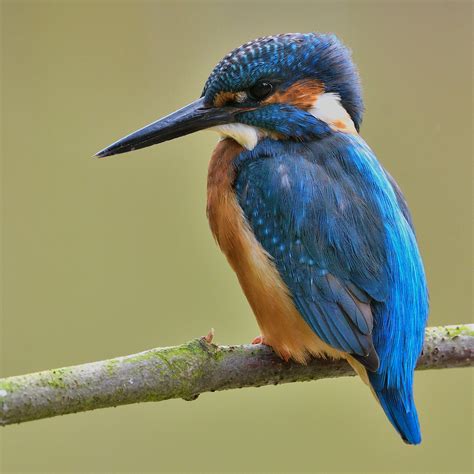 Kingfisher