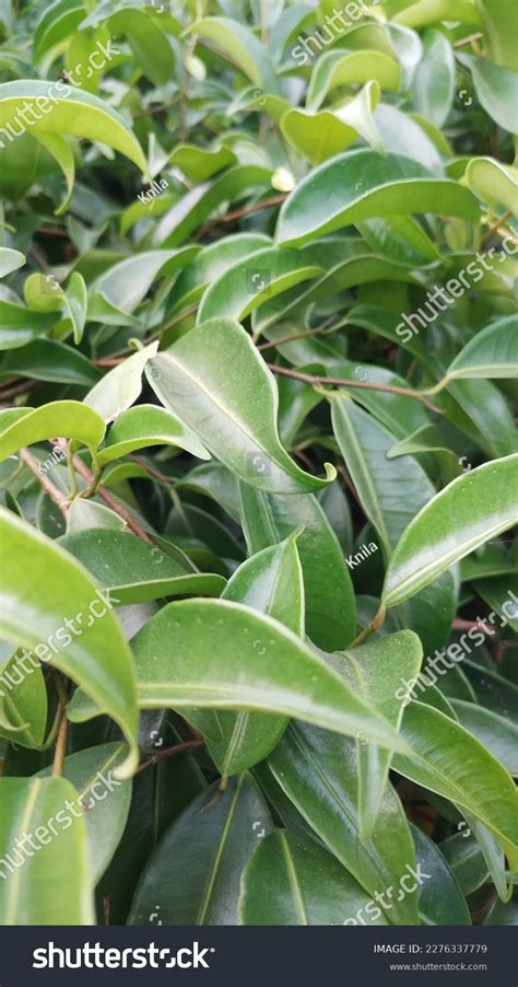 Background Banyan Tree Leaves Green 20230314 Stock Photo 2276337779 ...