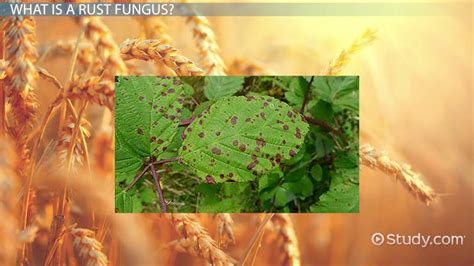 Rust Fungus | Overview, Features & Life Cycle - Lesson | Study.com