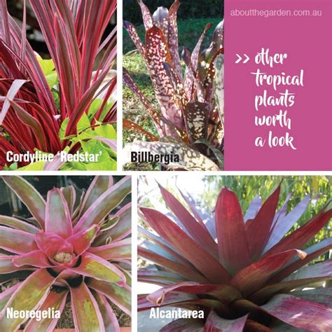 Tropical plants for any climate – About The Garden Magazine