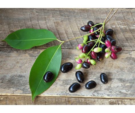 5 Secret Java Plum Benefits For Women | Bodywise