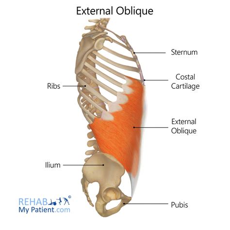 oblique abdominals > OFF-64%