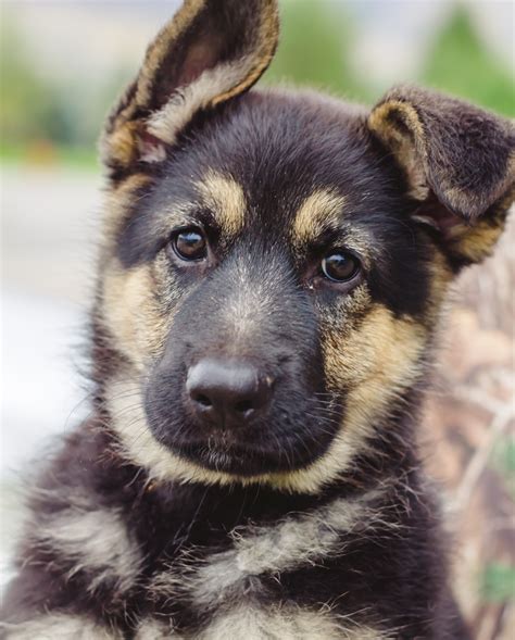 Female German Shepherd Puppy – Placed | Puppy Steps Training