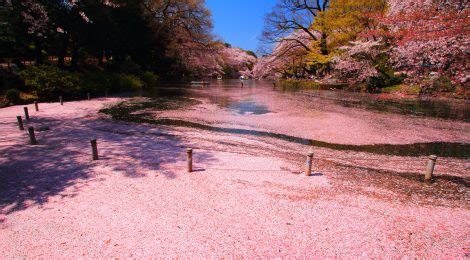 Inokashira Park Cherry Blossoms - idbackpacker.com