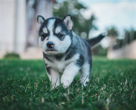 7 Best Steps In Training Your Husky Puppy - Dog Training Advice Tips