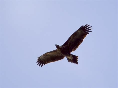 20230601 0007_Wedgetail Eagle | Flying off into the sun... a… | Flickr