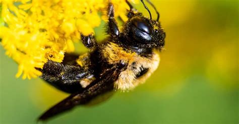 Carpenter Bee vs Bumble Bee: What’s the Difference? - A-Z Animals