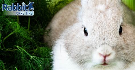 What Herbs Are Safe for My Rabbit? The Definite Guide