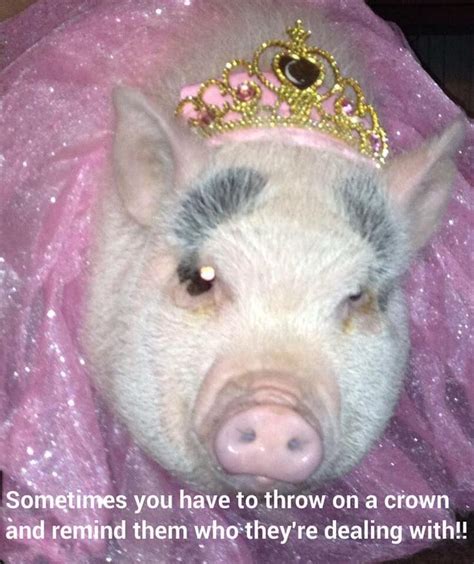 Pin by Mini Pig Info on Pig Meme's | Pet pigs, Pig memes, Cute animals