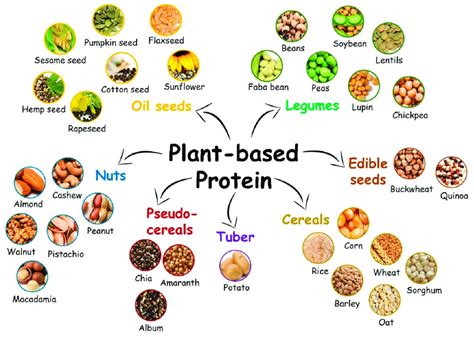 Major sources of plant-based proteins. | Download Scientific Diagram