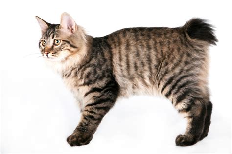 Heard About The Kurilian Bobtail Cats? | PrettyLitter