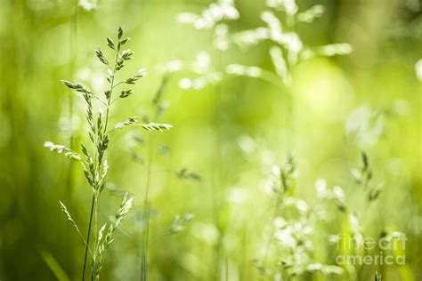 June grass flowering 6 Photograph by Elena Elisseeva - Pixels