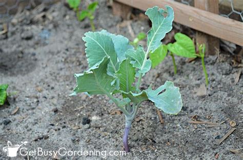 Growing Kohlrabi - The Complete How To Guide