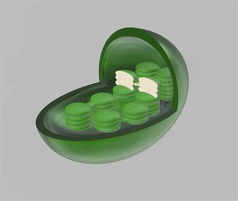 Chloroplast egg 3D model | CGTrader