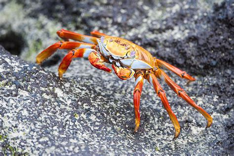 What Is a Crustacean - Information on Crustaceans