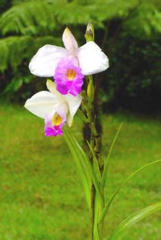 Hawaii Bamboo Orchids