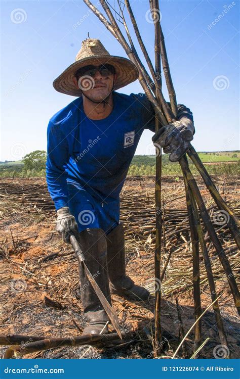 Sugar cane harvesting editorial stock image. Image of october - 121226074