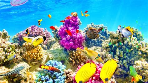 Beautiful Tropical Underwater Wallpapers - Top Free Beautiful Tropical ...