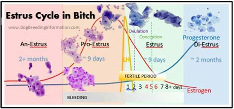 Canine estrus cycle | Vet medicine, Vet tech school, Veterinary tech