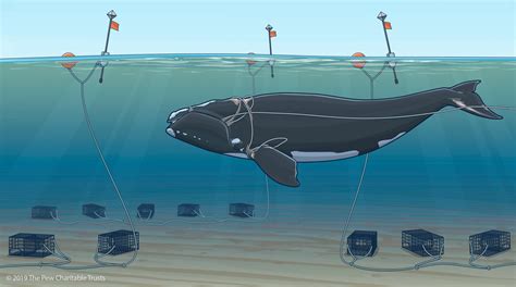 North Atlantic Right Whales, Dying from Entanglements, Cannot Afford to ...