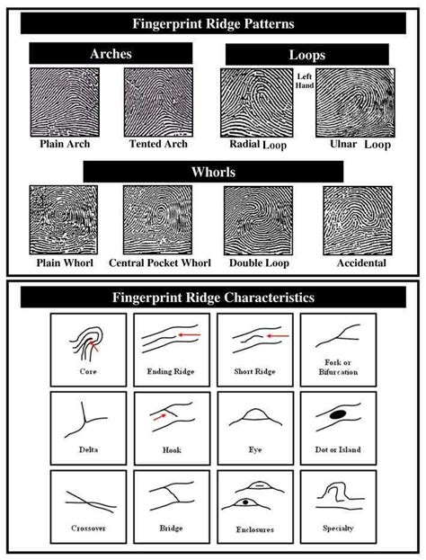 Fingerprint Ridge Patterns and Characteristics