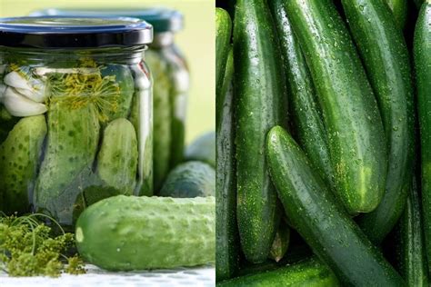 Differences Between Pickling Cucumbers VS Regular Cucumbers