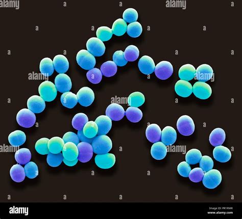 Staphylococcus aureus bacteria fotografías e imágenes de alta ...