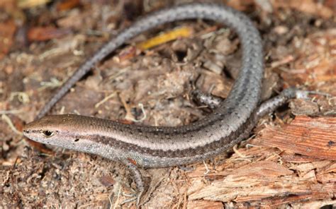 Garden Skink Southern - ClimateWatch Australia- Citizen Science App