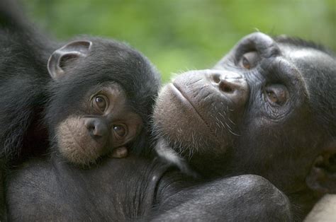 Chimpanzee Mother And Infant Photograph by Cyril Ruoso - Fine Art America