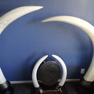 Elephant Tusks - Tanzania 1963 | AfricaHunting.com