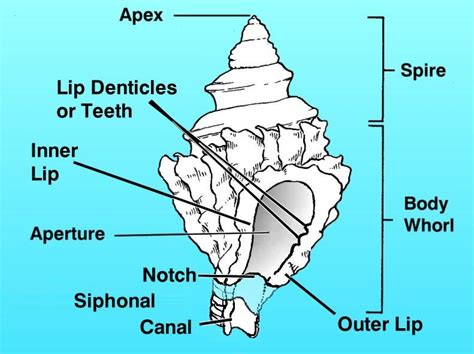 Siphonal clipart 20 free Cliparts | Download images on Clipground 2024