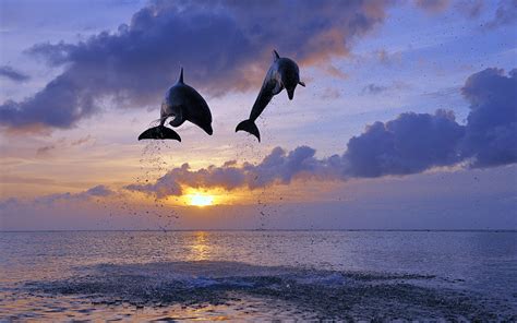 Wallpaper Dolphin Sunset - WallpaperSafari