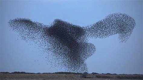 It's birds, it's a plane, it's...? Photographer captures stunning ...