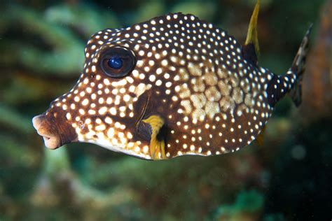 Trunkfish | High resolution macro of a smooth trunkfish (Rhi… | Flickr