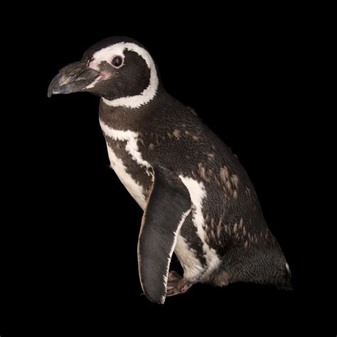 Magellanic Penguin Endangered