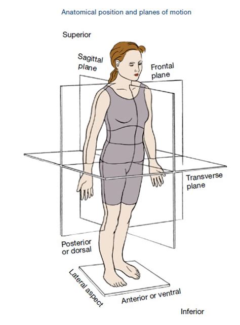 Sagittal Plane Movements