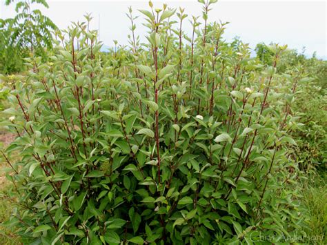 Plant Red Osier Dogwood by Living Legacy Garden in Shrubs | Plants Map