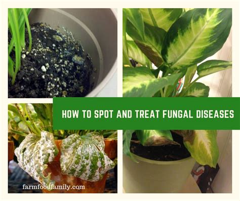 How to Spot and Treat Fungal Diseases - FarmFoodFamily