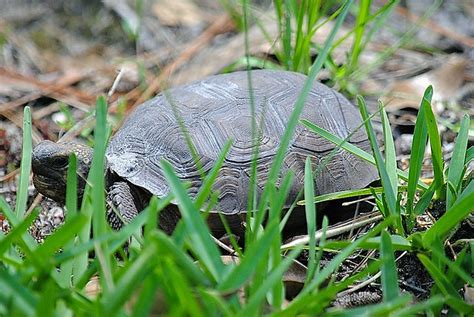 Baby Gopher Tortoise | Flickr - Photo Sharing!