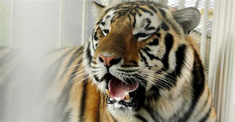 LSU’s Mike the Tiger Habitat is a Must-See Attraction in Baton Rouge ...