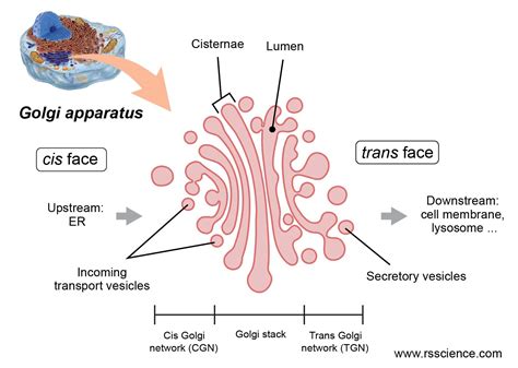 Golgi Apparatus Function – the Post Office inside the Cells - Rs' Science