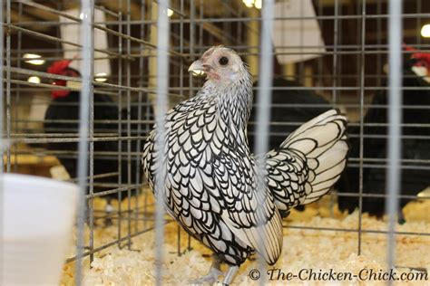 The Chicken Chick®: Virtual Poultry Show! A Day at the Northeastern ...