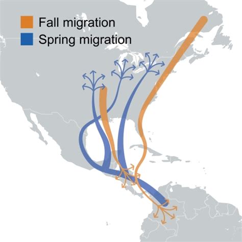 Migratory Song Birds | U.S. Fish & Wildlife Service