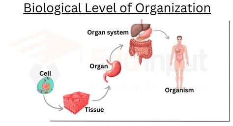 Levels of Biological Organization