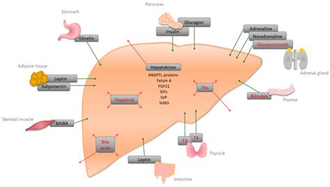 IJMS | Free Full-Text | Metabolism-Disrupting Chemicals Affecting the ...