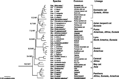 FIV seroprevalence plotted against the phylogenetic tree of the cat ...