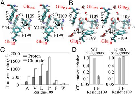 Coupling of residue I109 to water wires. (A) Side chain conformation of ...