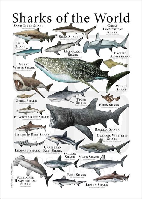 Different Types Of Sharks Names And Pictures